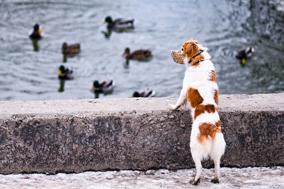 В Госдуму внесли законопроект о штрафах за выгул опасных собак без намордника и поводка